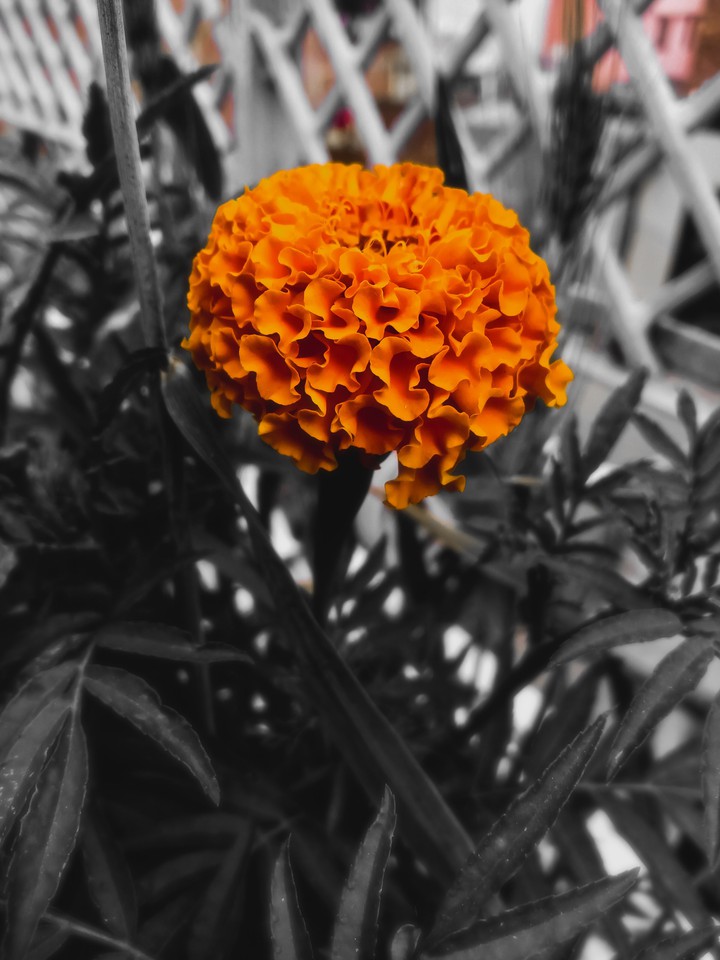 black & orange