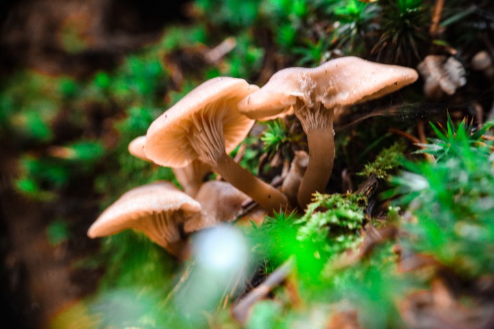 pilze im herbst