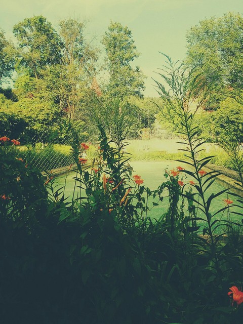 waterway, jungle壁纸