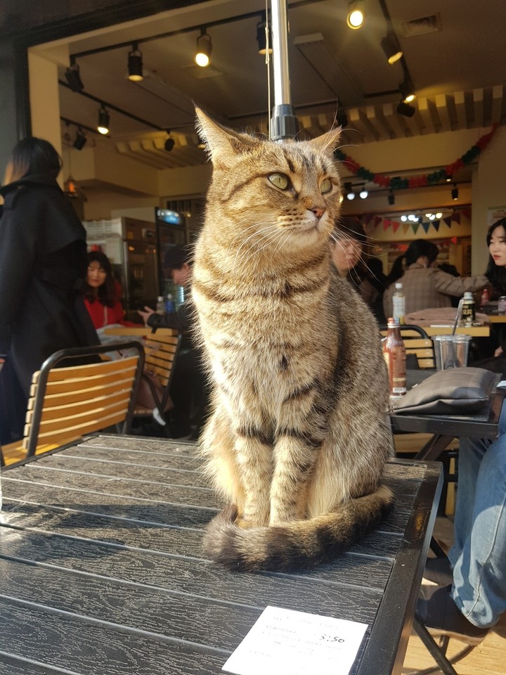 cat