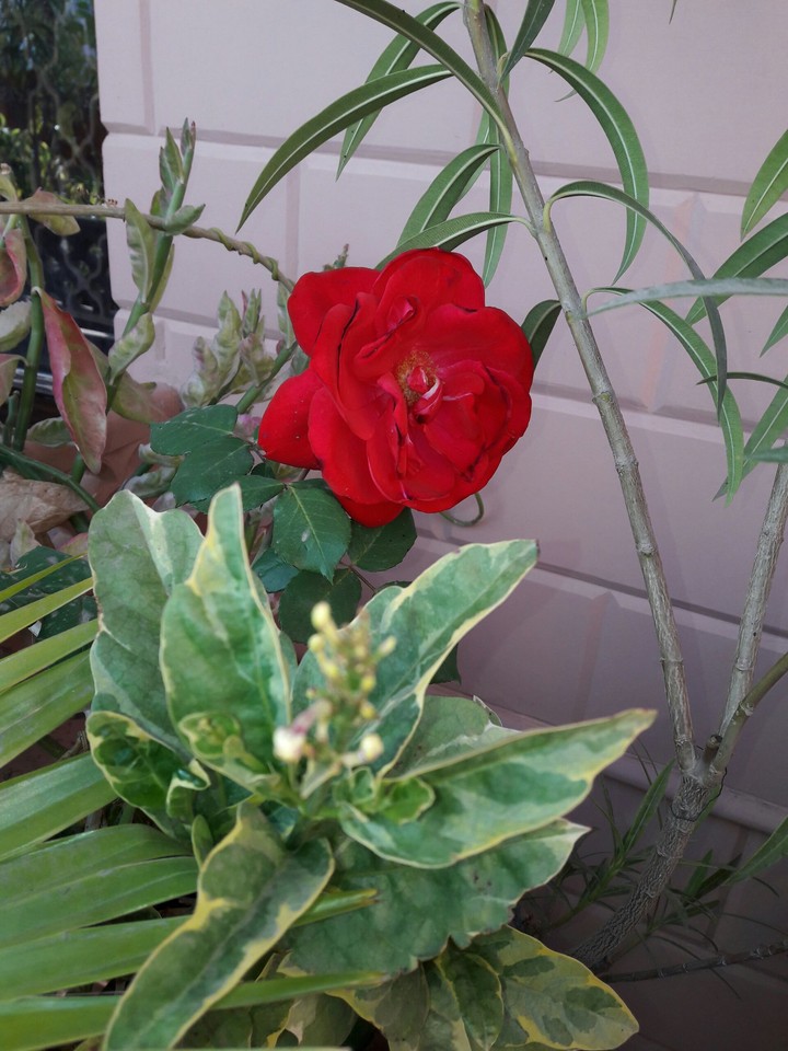 ROSE