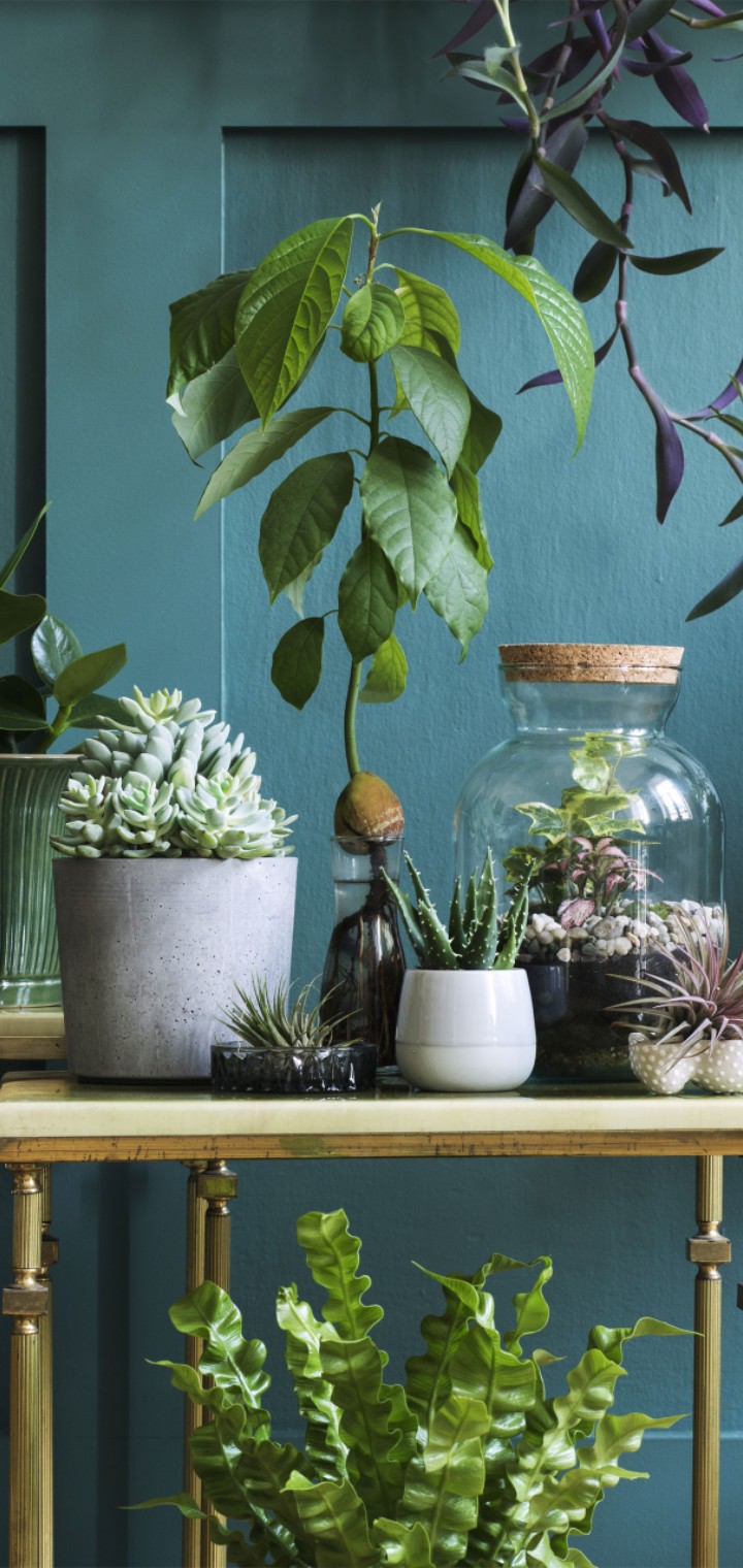 plants