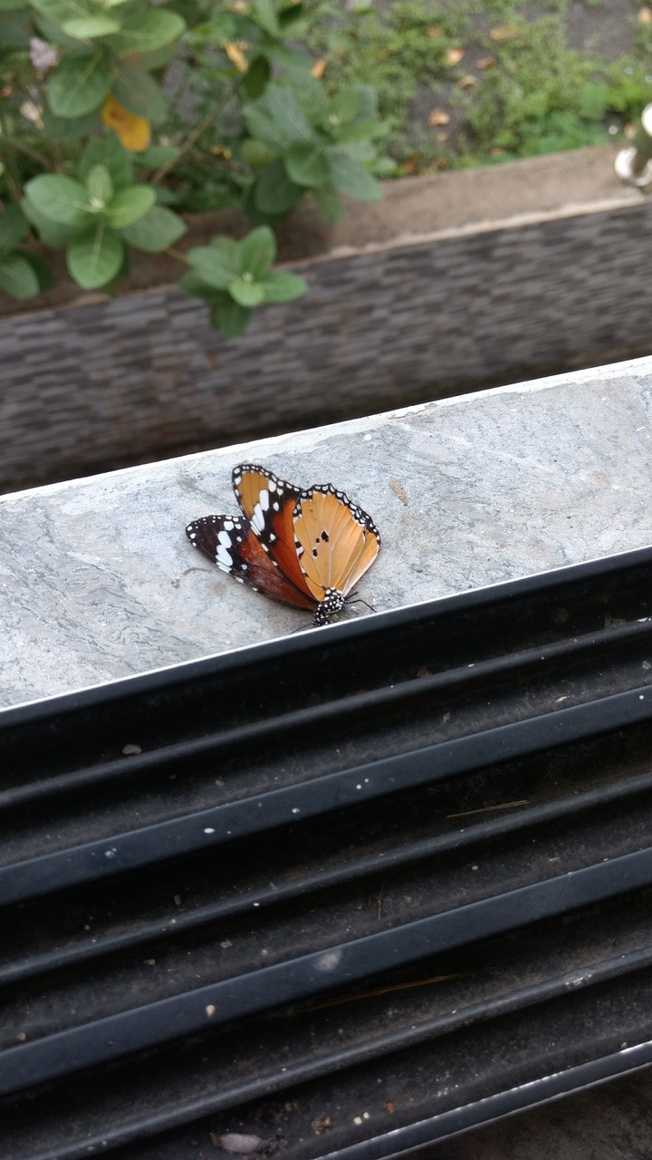 Butterfly