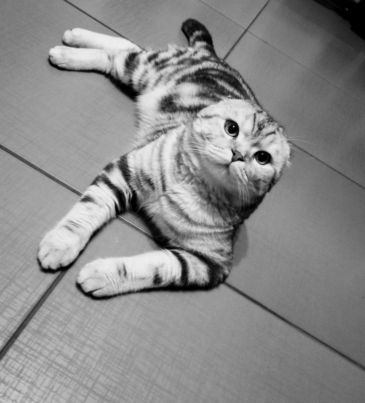 Cute Cat
