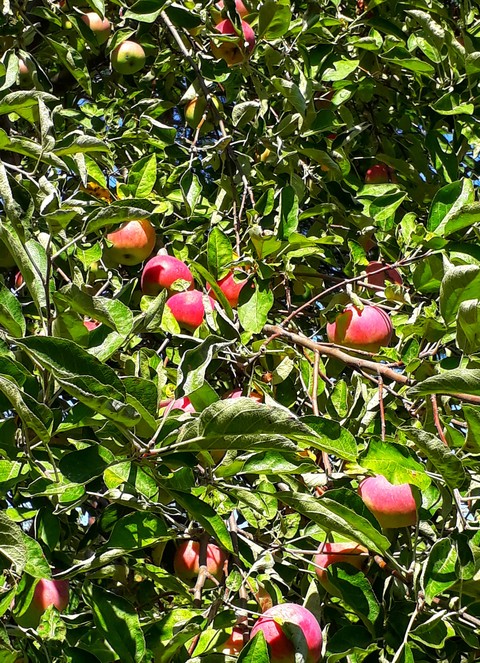 Apples