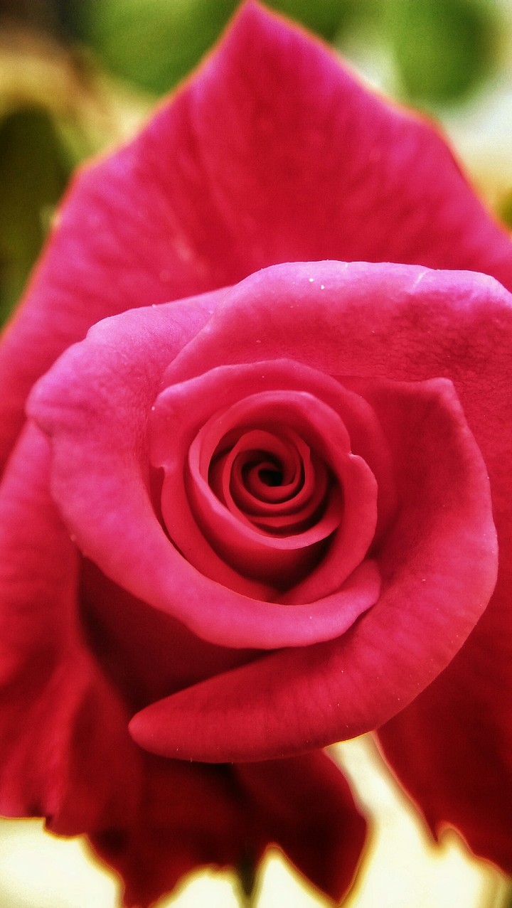 macro photography of a Rose
