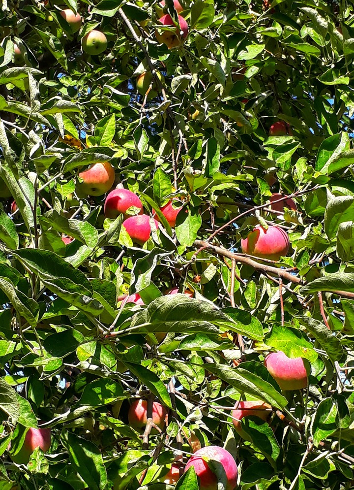 Apples