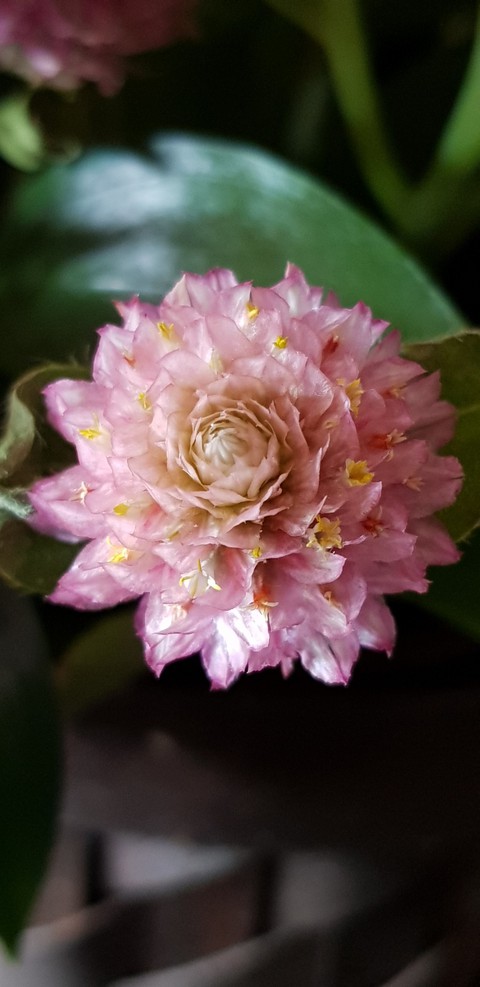 flower, petal वॉलपेपर