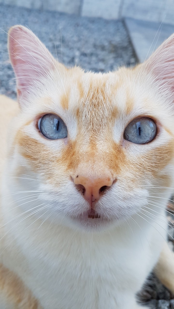Tom