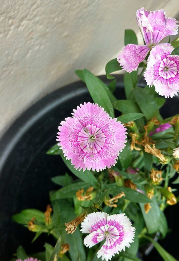 Little flowers