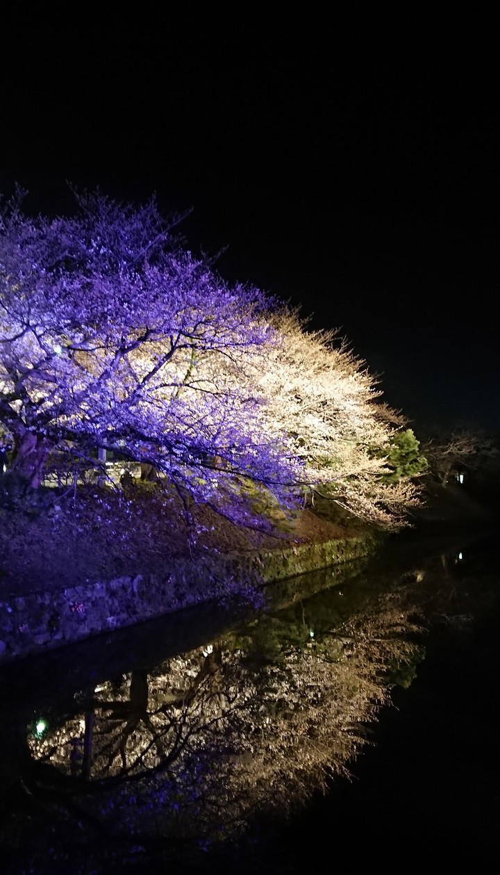 SAKURA at night
