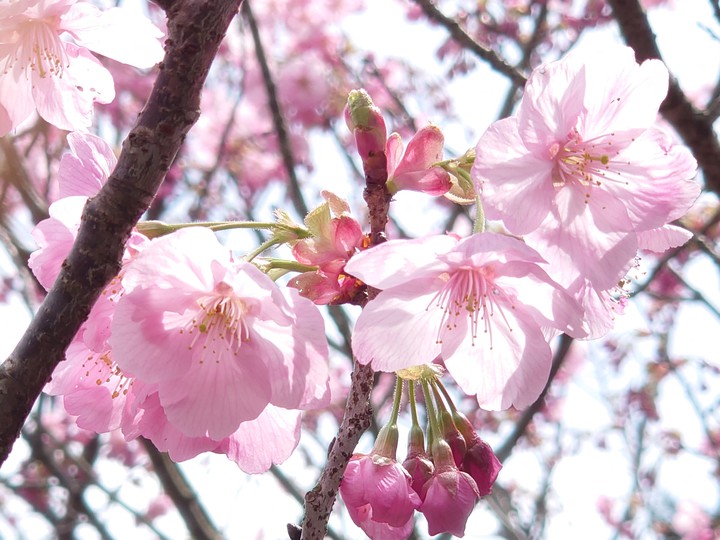 桜