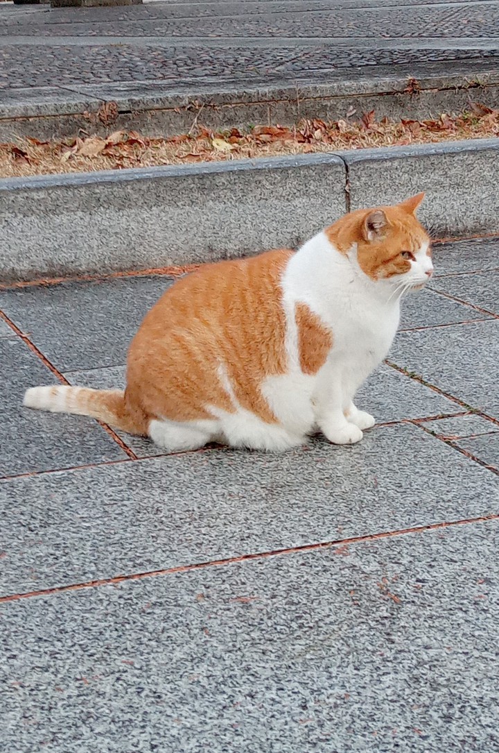 a cat in the park