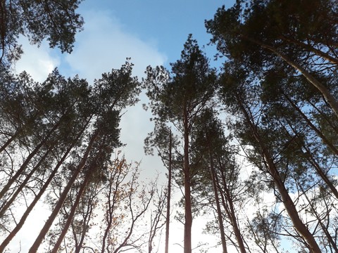 branch, ecosystem Hintergrundbilder