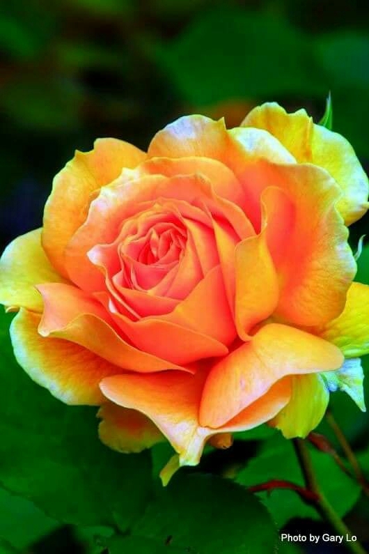 i love  Rose