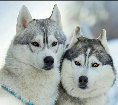 husky