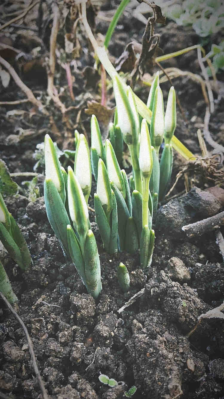 spring