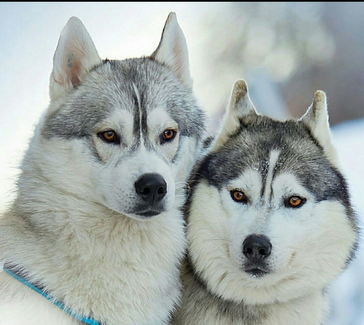 husky