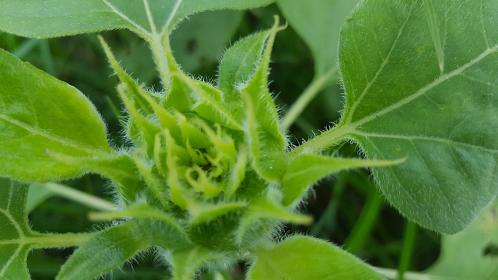plants