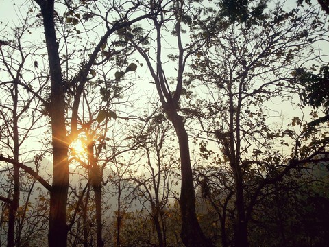 Afternoon's siluet