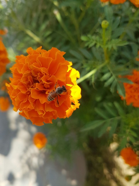 indian flowers