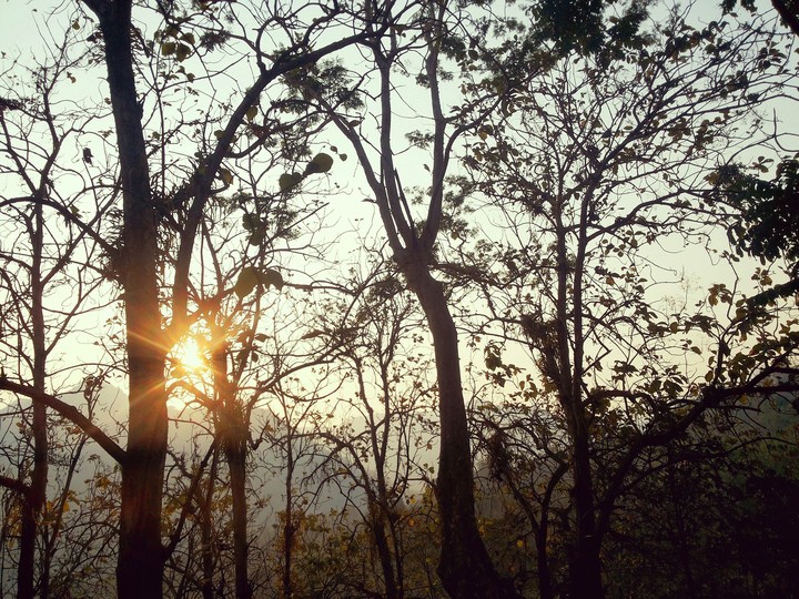 Afternoon's siluet