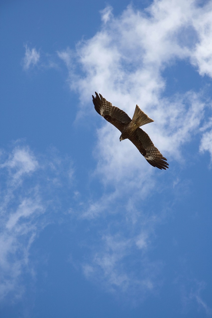Do you want to feel like this bird, to feel free, to fly...