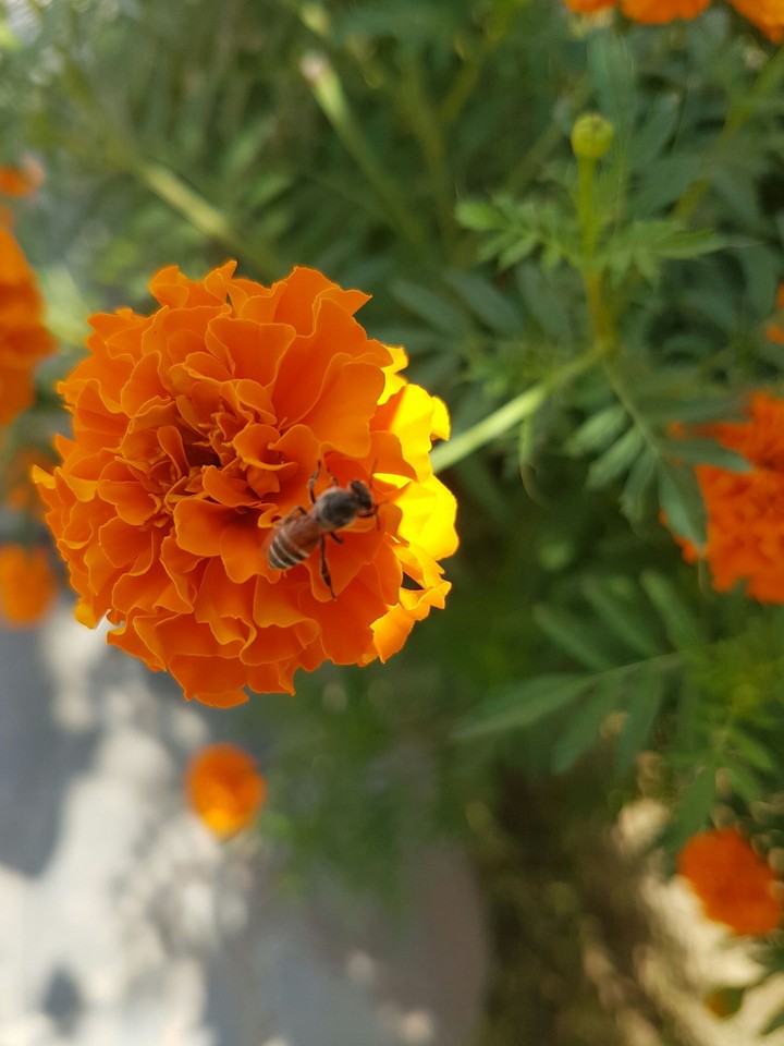 indian flowers
