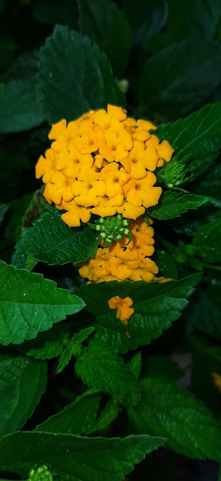 Colors