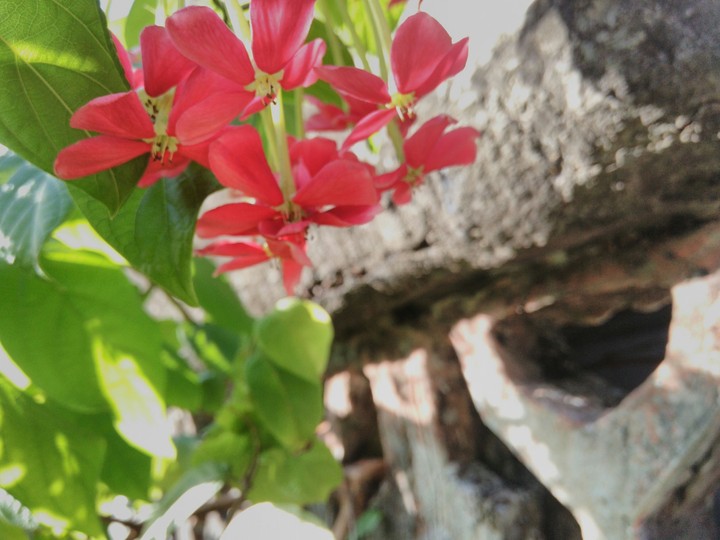 Beautiful flowers