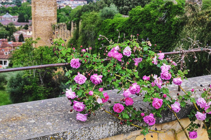 Roses
