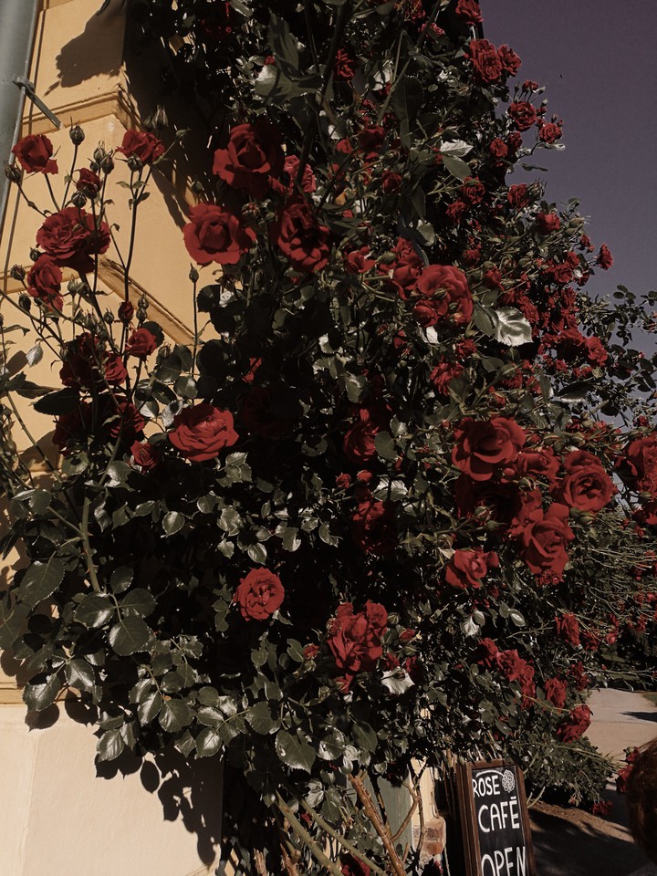 rose