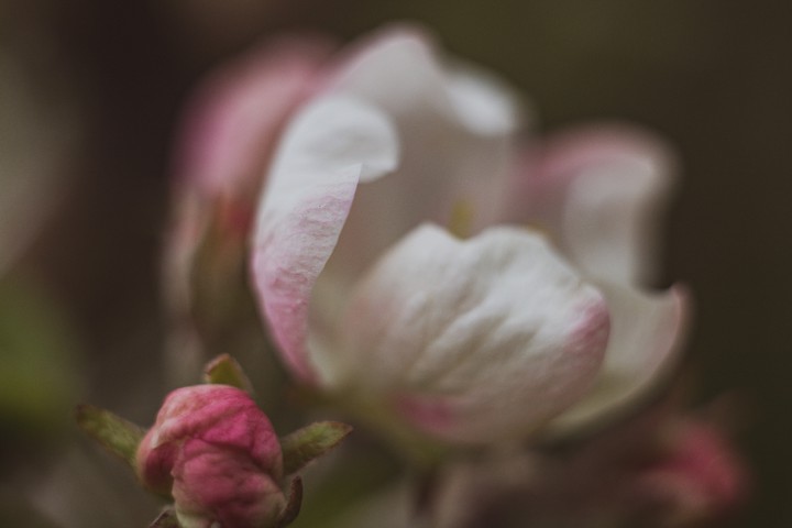 macro