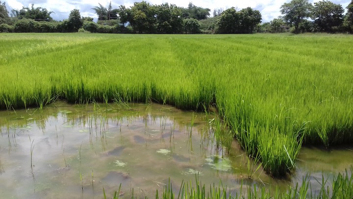 paddy field