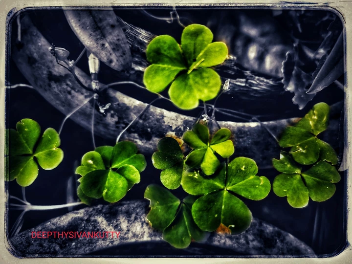wood-sorrel