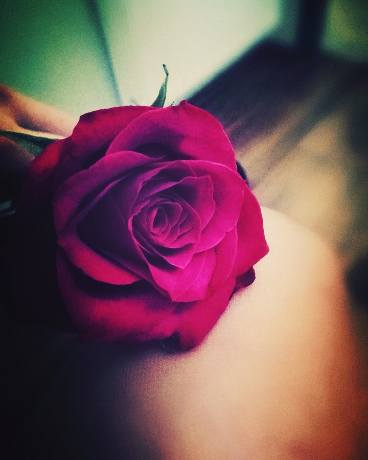 Red rose