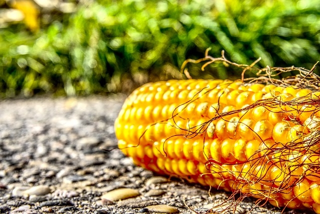 corn