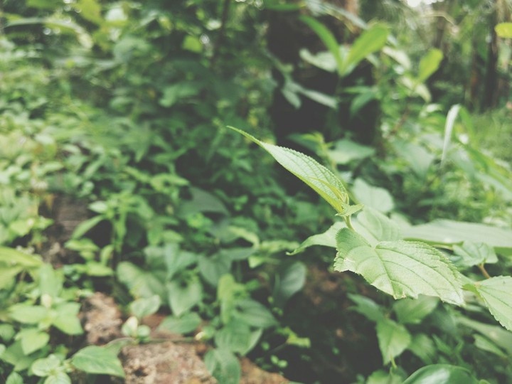 go green