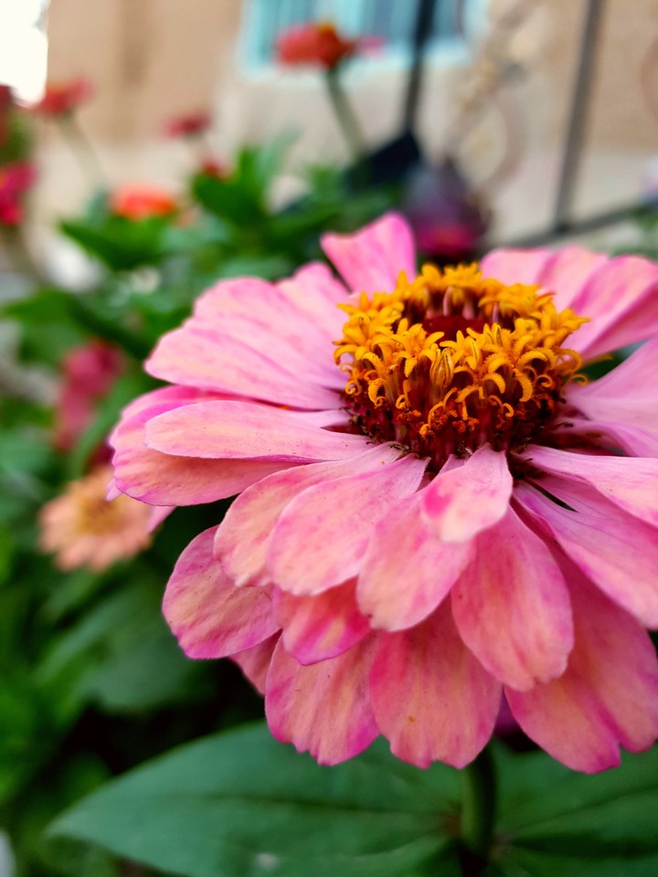 a beautiful flower