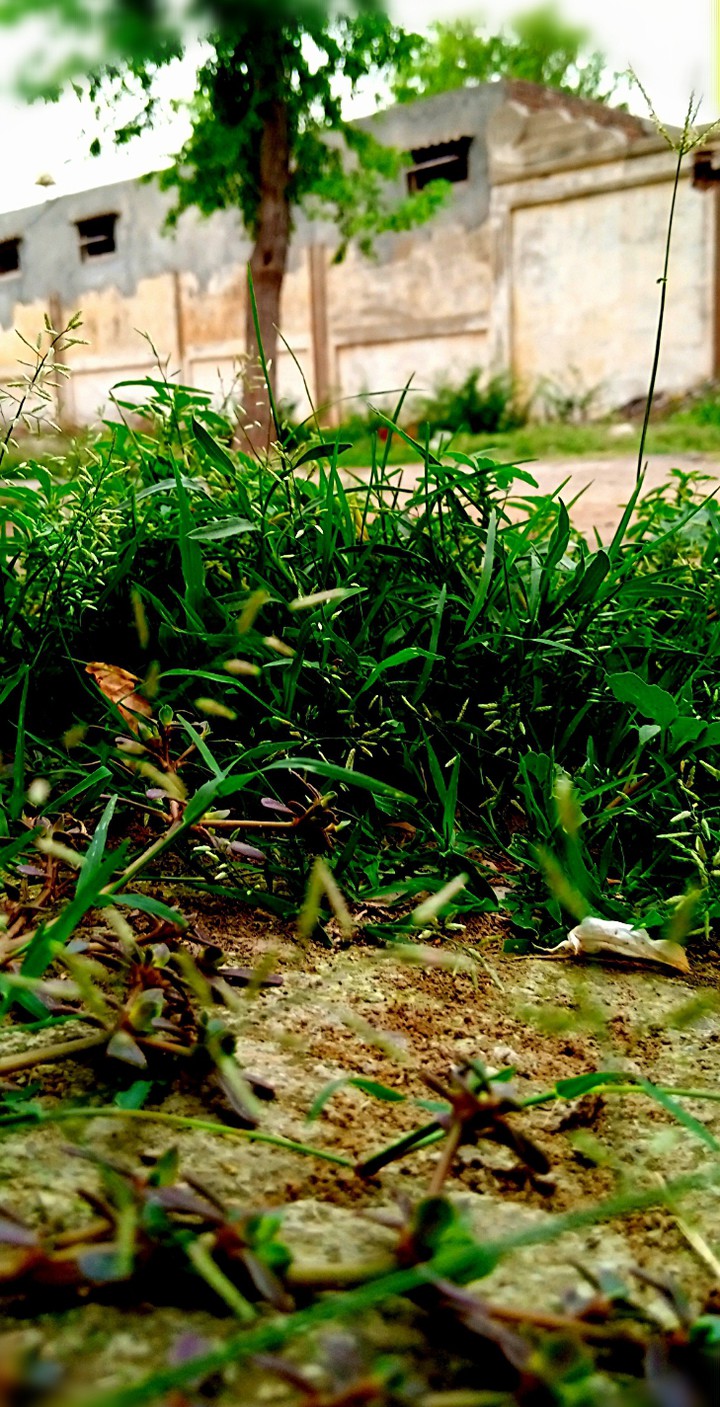 grass