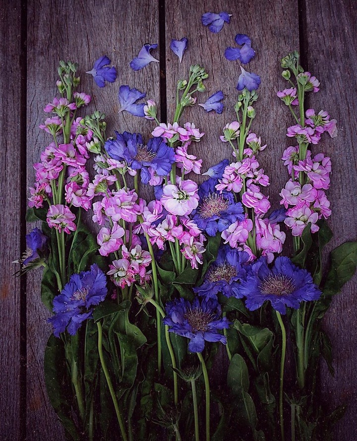 #flower