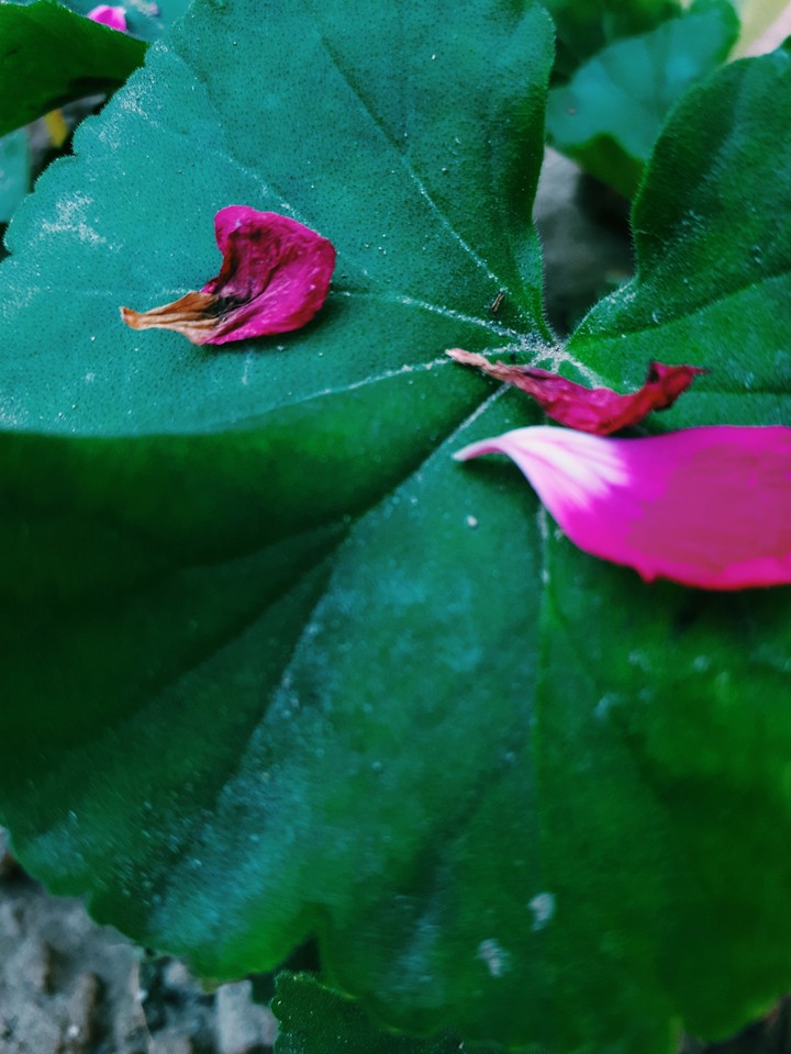 flower1