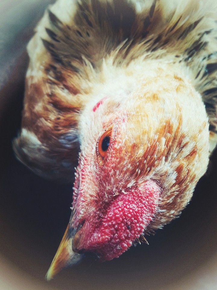 cock
