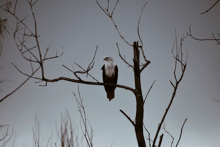 Eagle