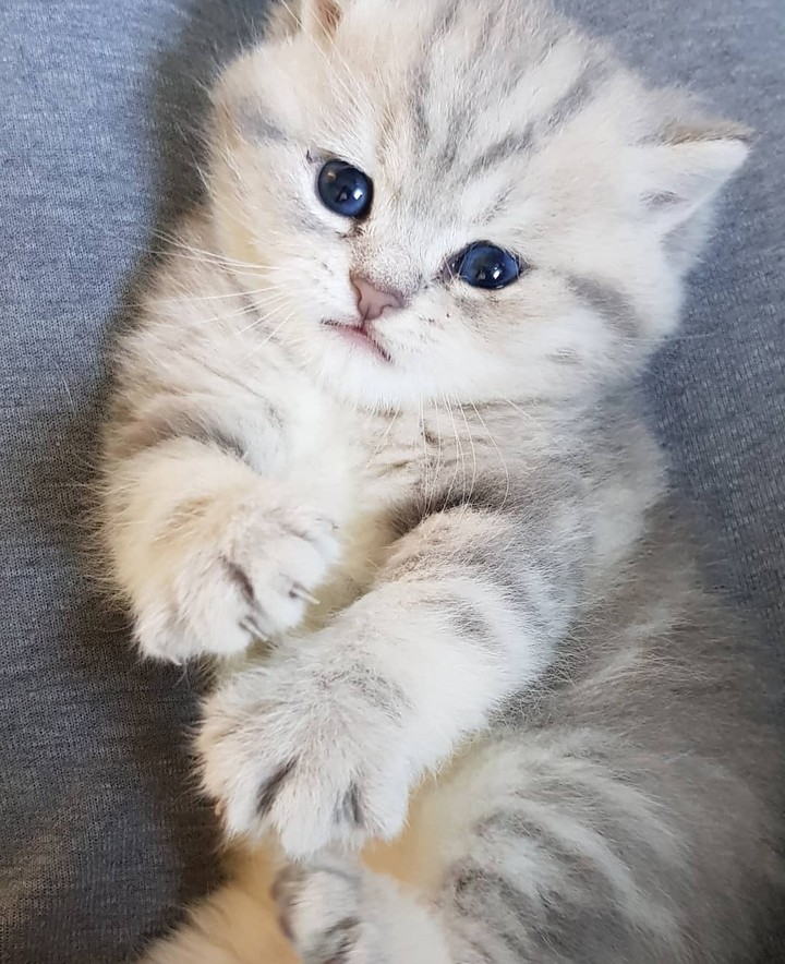 KITTEN