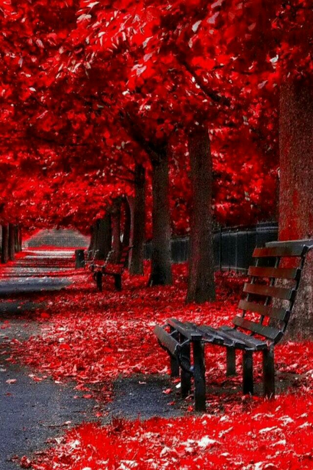 Les beaux arbres aux feuilles rouge