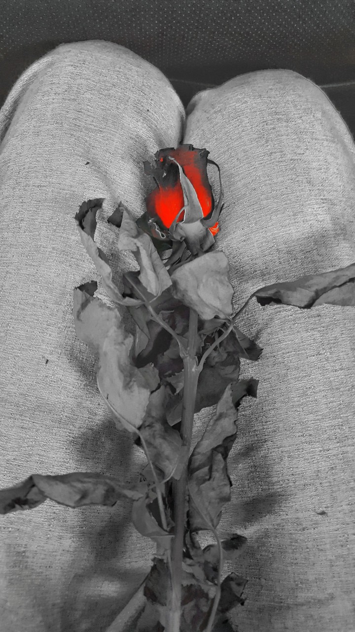 rose