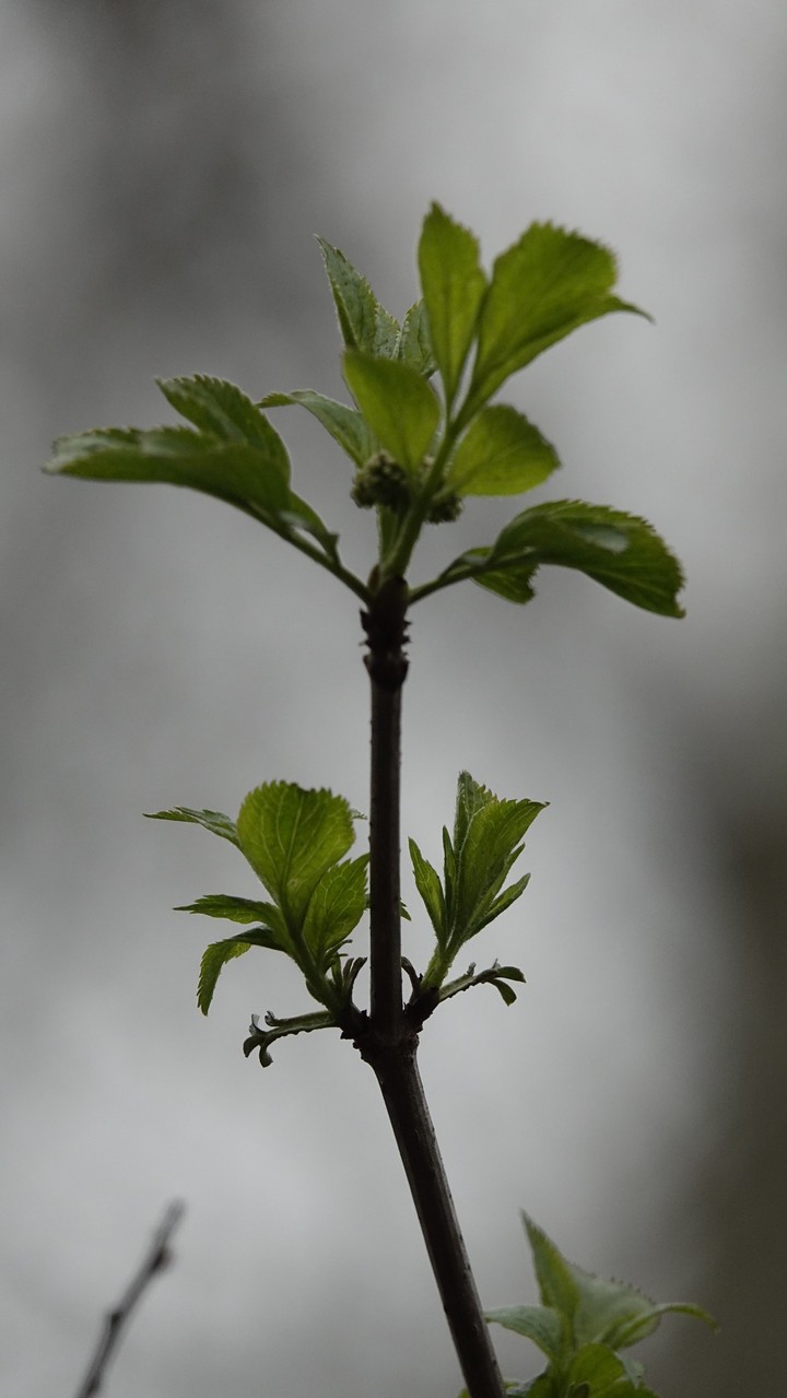leaves