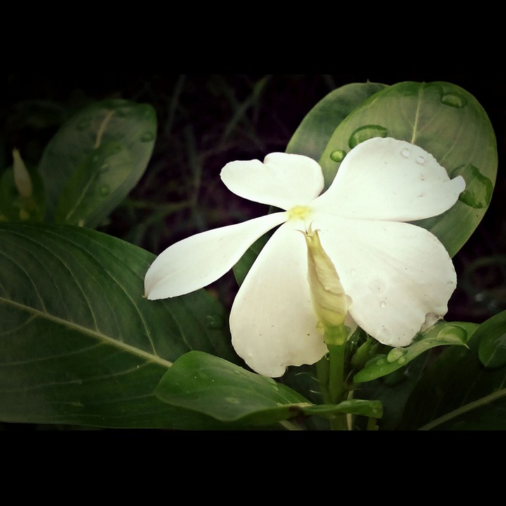 A White flower