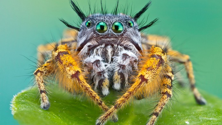 spider